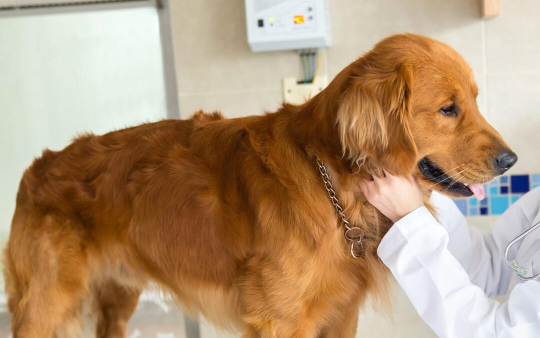 A woman in a white coat gently pets a dog
