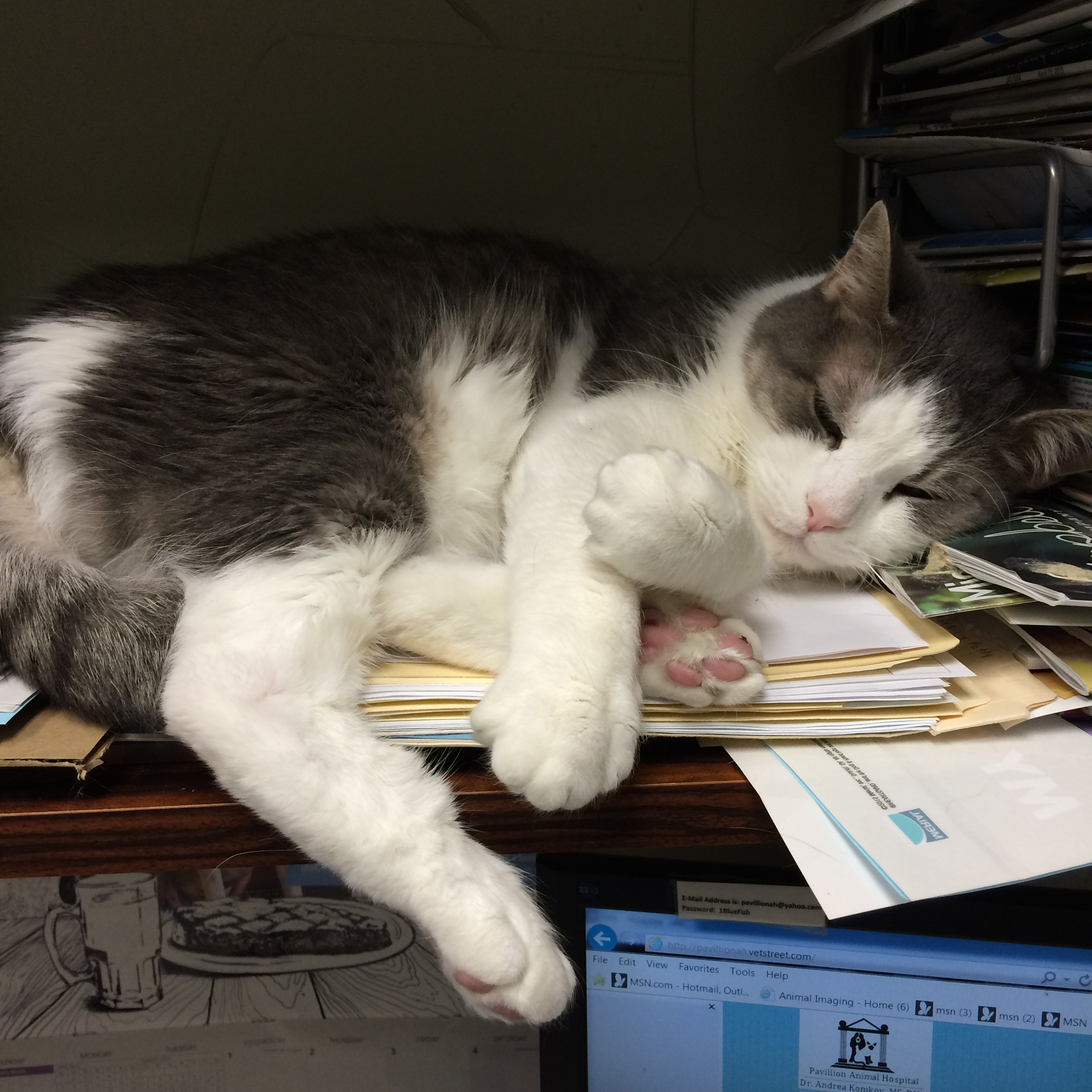 A Cat Sleeping on Documents