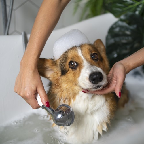Pet Bathing Service Image