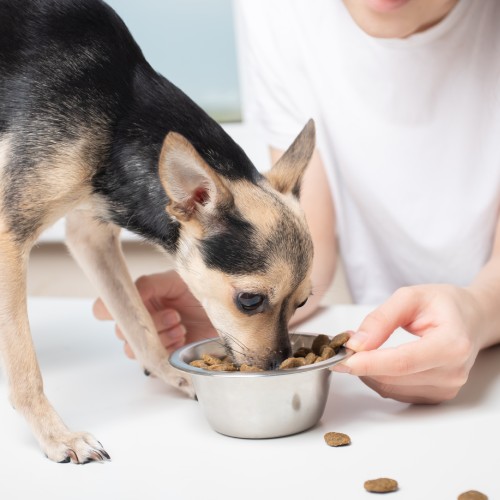 A Person Feeding a Dog