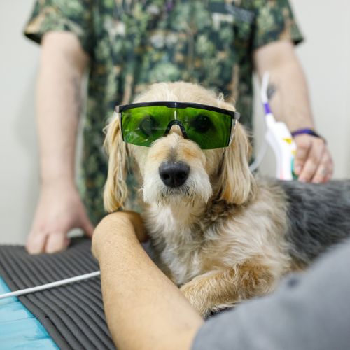 Pet Therapeutic laser treatment Service Image