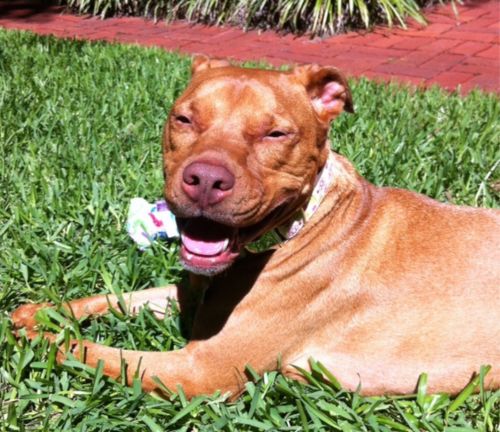 A Happy Brown Pitbull Lying on Grass