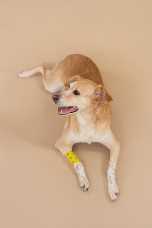A Dog With a Bandage on Its Leg