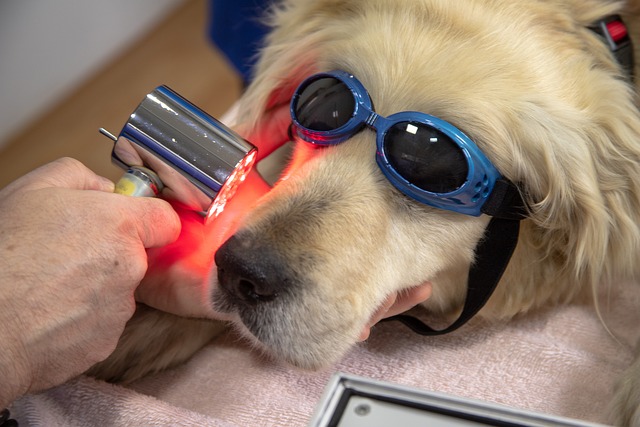 A Dog Wearing Goggles While Receiving Laser Treatment