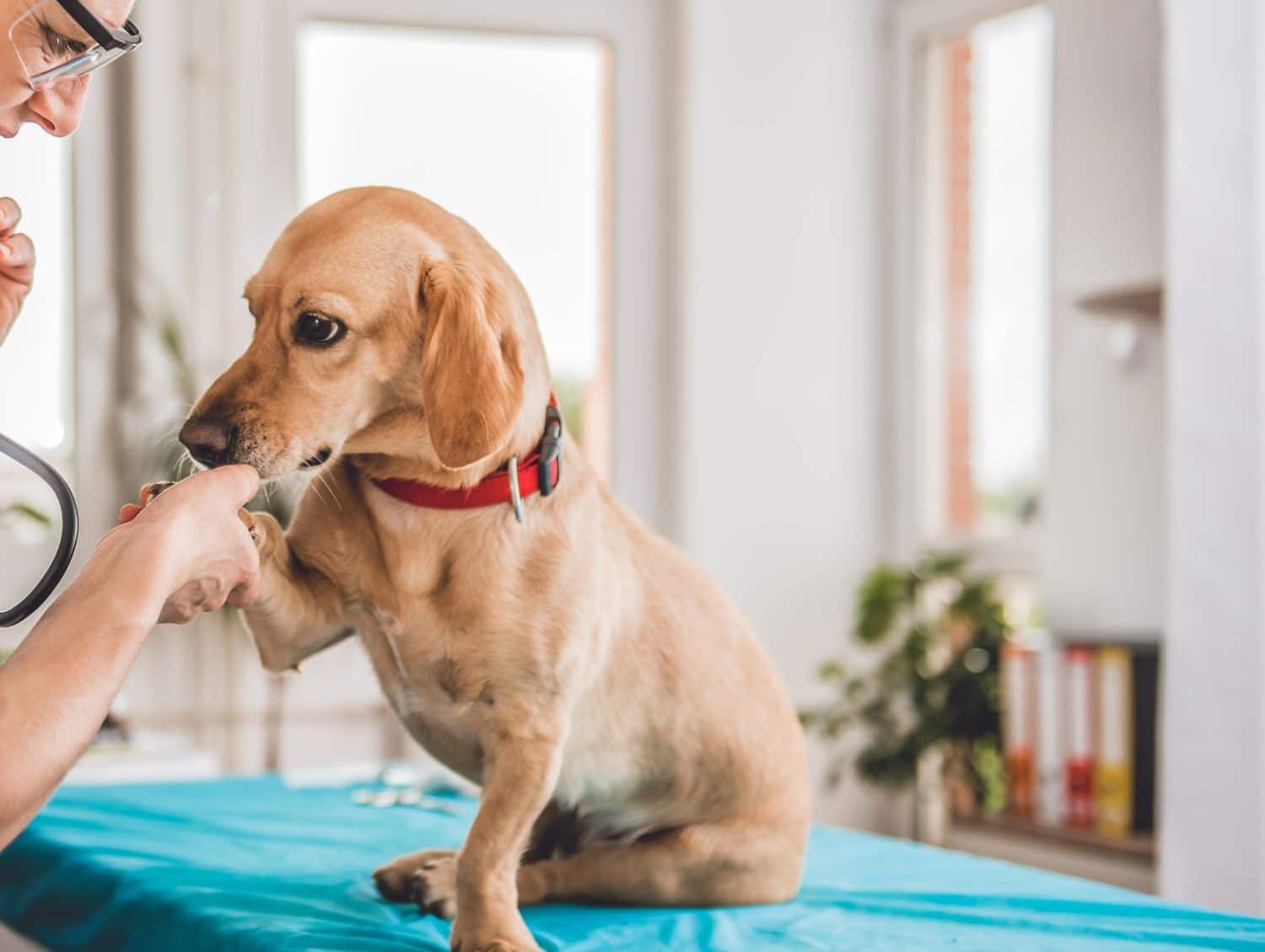 A puppy holding vet hand